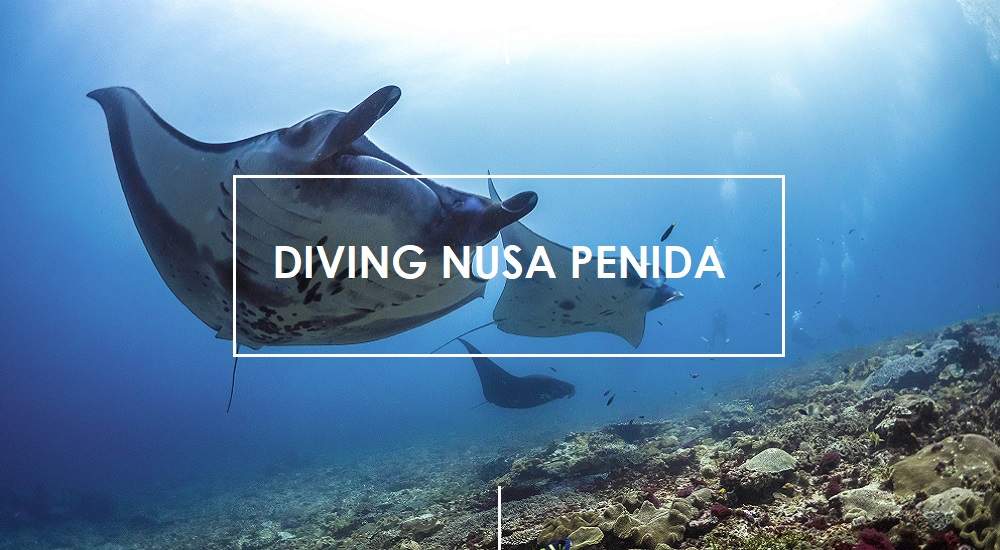 Scuba diving the marine sanctuary of Nusa Penida