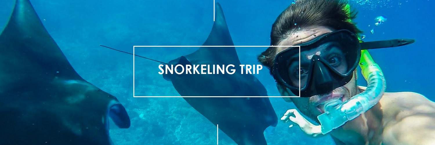 Snorkeling trips with manta rays