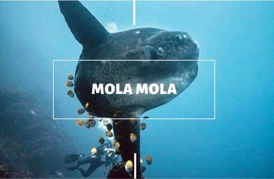 mola mola conservation with legend diving lembongan