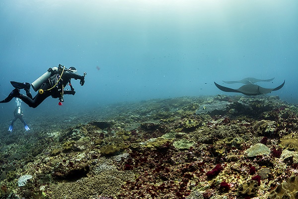 Divemaster Course Indonesia Conservation Manta