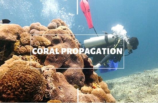 coral propagation conservation with legend diving lembongan