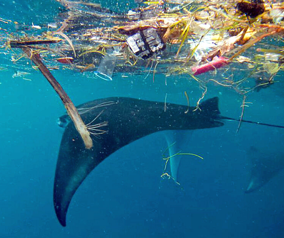 manta rays plastic pollution