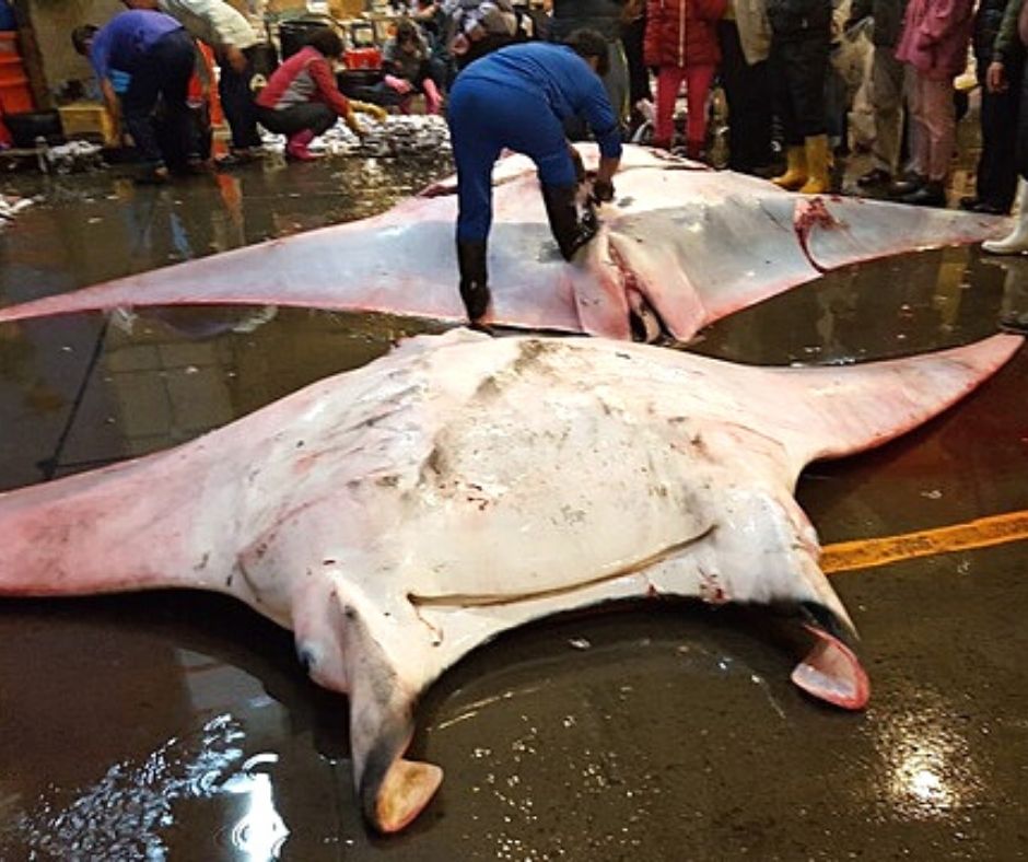 manta rays overfishing issue