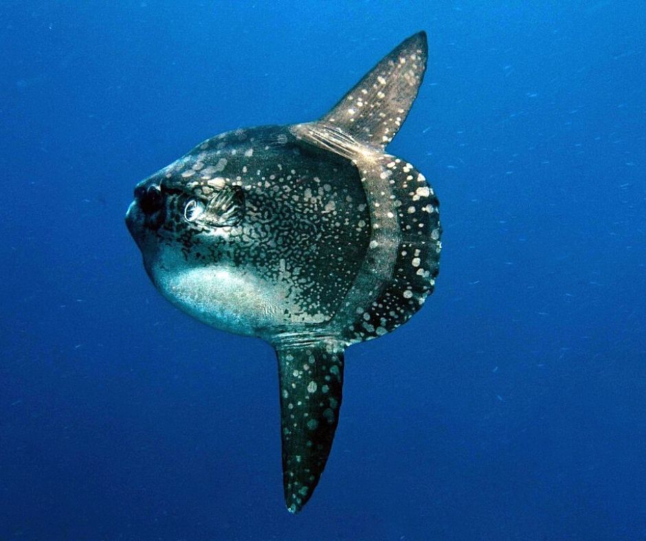 Ocean sunfish and conservation